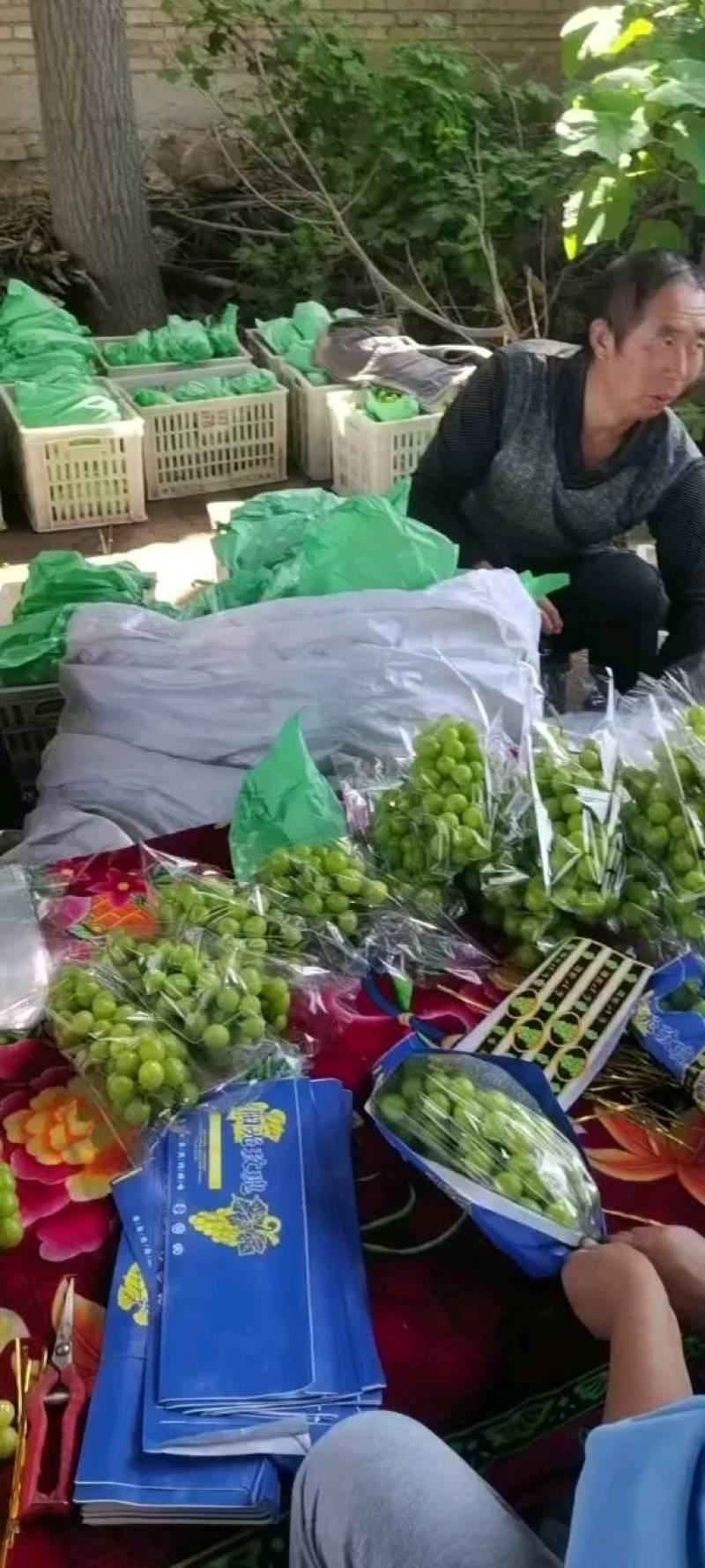 精品阳光玫瑰-货源充足，包熟包甜-耐运输欢迎新老客户光临