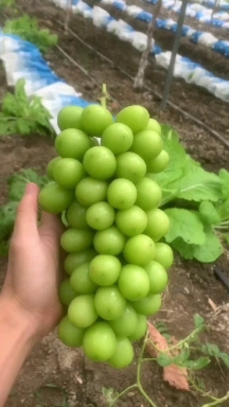精品阳光玫瑰-货源充足，包熟包甜-耐运输欢迎新老客户光临