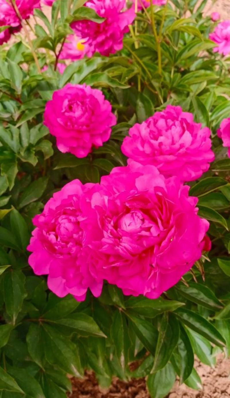 芍药花苗，观赏重瓣芍药花苗，菏泽基地直供，保证品种保成活