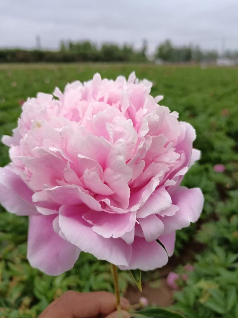 芍药花苗，观赏重瓣芍药花苗，菏泽基地直供，保证品种保成活
