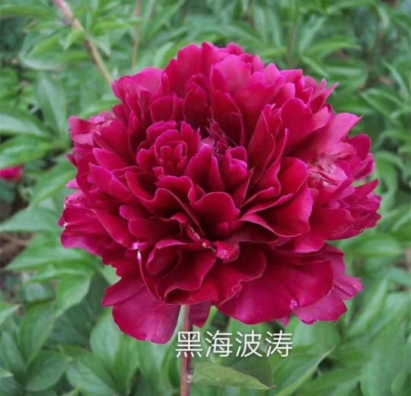 芍药花苗，观赏重瓣芍药花苗，菏泽基地直供，保证品种保成活