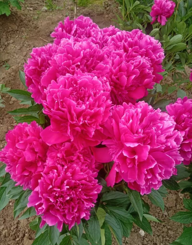 芍药花苗，观赏重瓣芍药花苗，菏泽基地直供，保证品种保成活