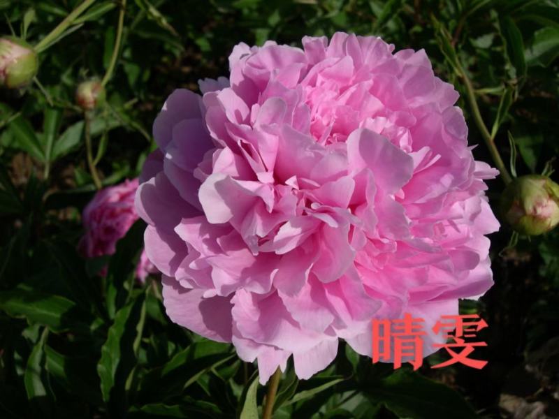 芍药花苗，观赏重瓣芍药花苗，菏泽基地直供，保证品种保成活