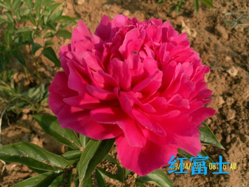 芍药花苗，观赏重瓣芍药花苗，菏泽基地直供，保证品种保成活