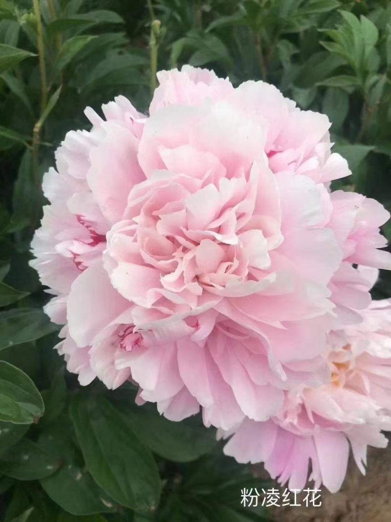 芍药花苗，观赏重瓣芍药花苗，菏泽基地直供，保证品种保成活