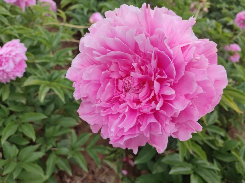 芍药花苗，观赏重瓣芍药花苗，菏泽基地直供，保证品种保成活
