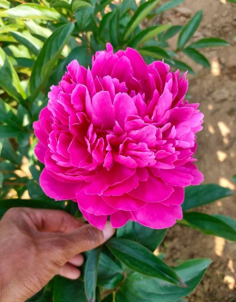 芍药花苗，观赏重瓣芍药花苗，菏泽基地直供，保证品种保成活