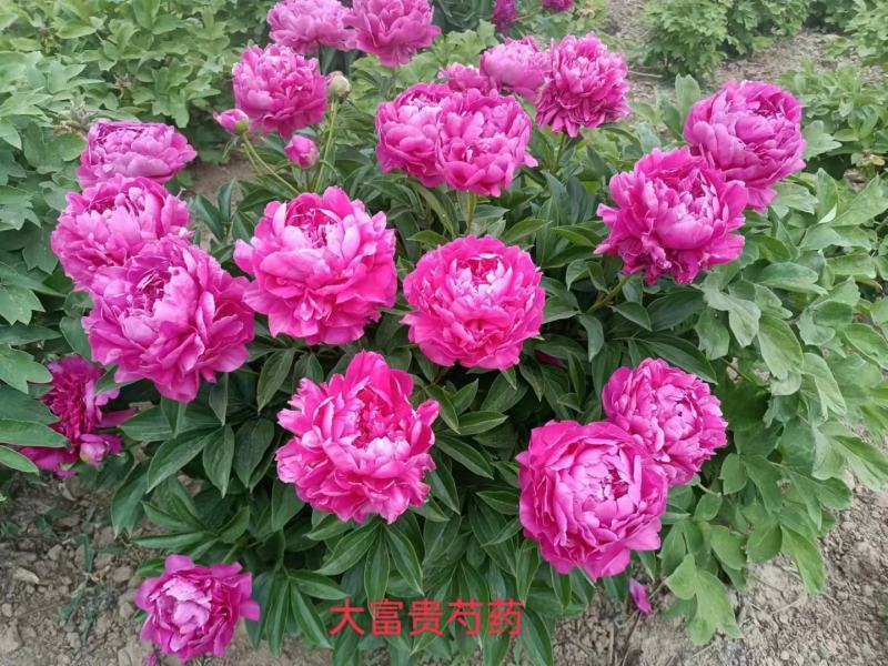 芍药花苗，观赏重瓣芍药花苗，菏泽基地直供，保证品种保成活