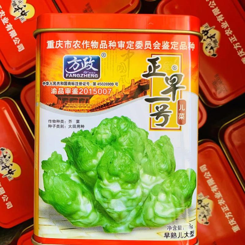 重庆市审定儿菜正早一号早熟儿菜种子提早上市基地用种芥菜种