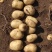黄心土豆,沃土,v7,量大从优,产地直发,保质保量