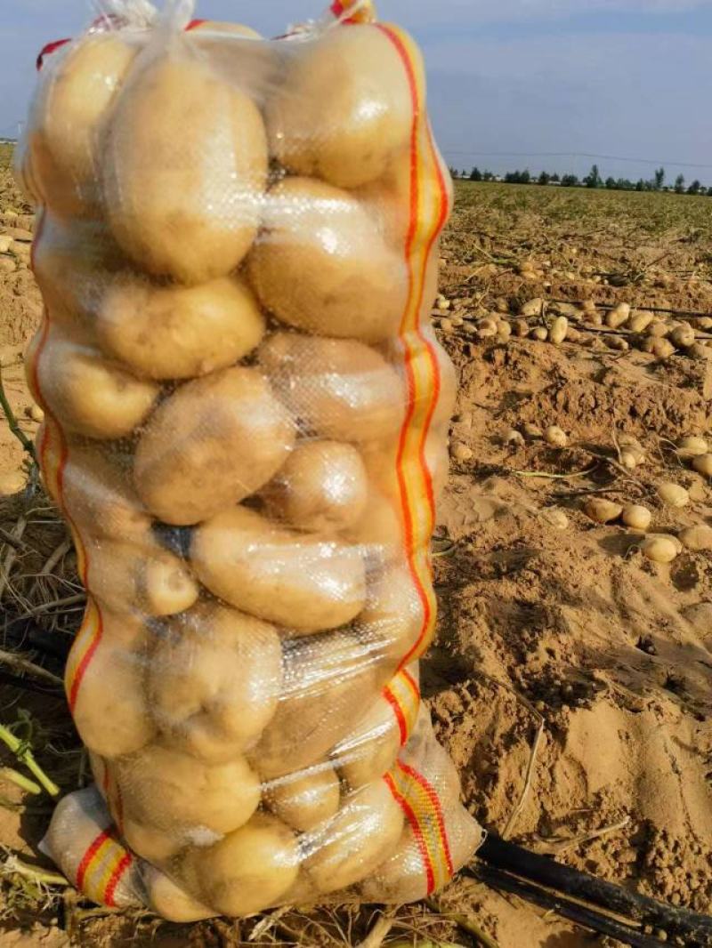 V7，丽薯等品种