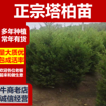 优质塔柏蜀桧常青树规格50~500公分高批零上市