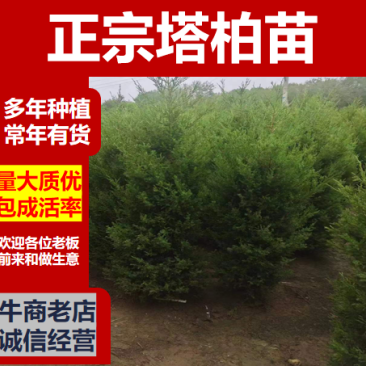 优质塔柏蜀桧常青树规格50~500公分高批零上市