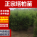 优质塔柏蜀桧常青树规格50~500公分高批零上市