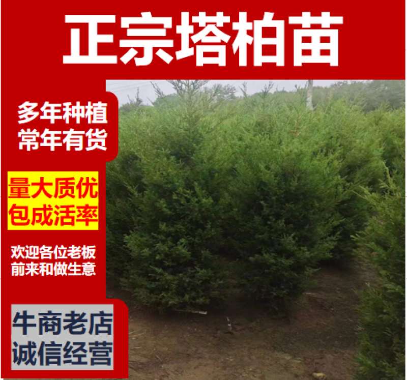 优质塔柏蜀桧常青树规格50~500公分高批零上市