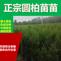 80公分蜀桧圆柏塔柏2023秋季批发上市价格优