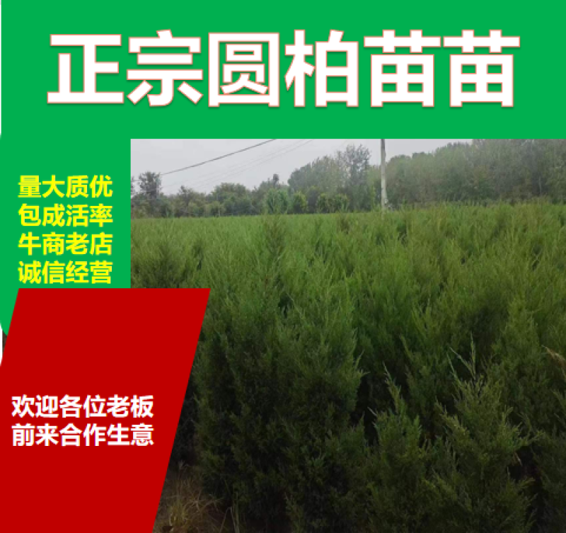 80公分蜀桧圆柏塔柏2023秋季批发上市价格优