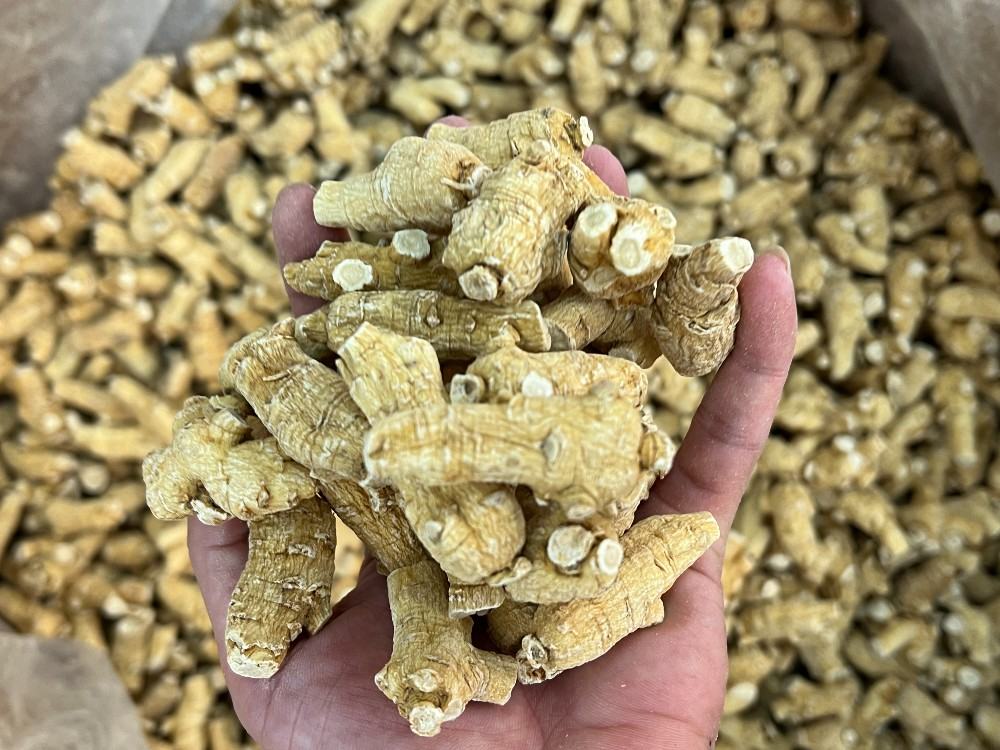 西洋参科学应用配伍图:高清展示道地西洋参饮片典型性状(米黄底色、放射状菊花心纹理、断面角质样光泽),并直观呈现两种经典补肾阴配伍方案,每组药材均标注精确克重与对应中医证型,强调‘辨证施量’原则 西洋参饮片与科学配伍示意图:三组透明玻璃罐并列,分别盛放:左—吉林抚松林下西洋参斜切片(米黄色、菊花心明显);中—麦冬+五味子组合;右—枸杞+女贞子组合;下方标签注明克重与适用证型
