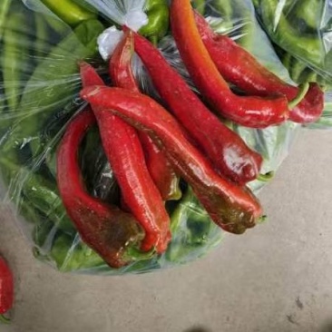 鲜红牛角椒