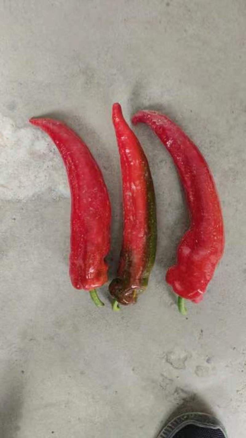 鲜红牛角椒