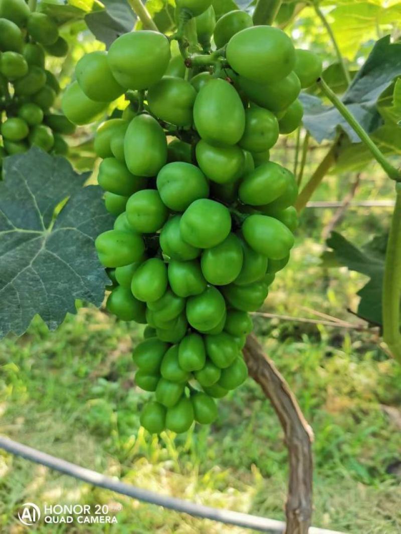 阳光玫瑰