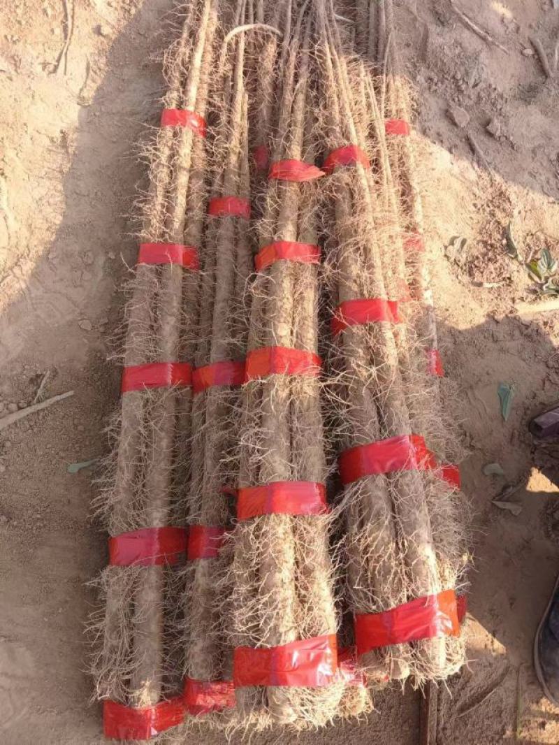 精品西施山药山东菏泽山药之乡大量供应欢迎来电咨询