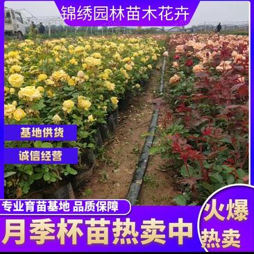 南阳锦绣园林苗木花卉月季杯苗，大量有货欢迎全国客户订购