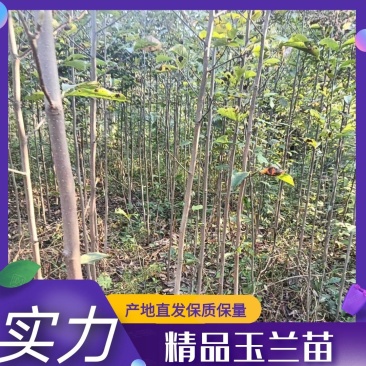 南阳精品玉兰苗，大颗玉兰，出货中欢迎全国客户订购