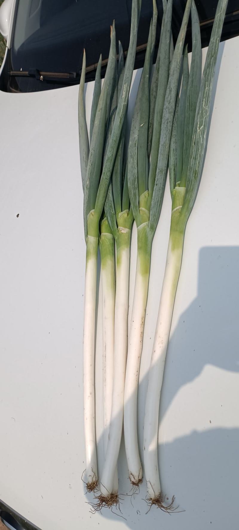 铁杆大葱
