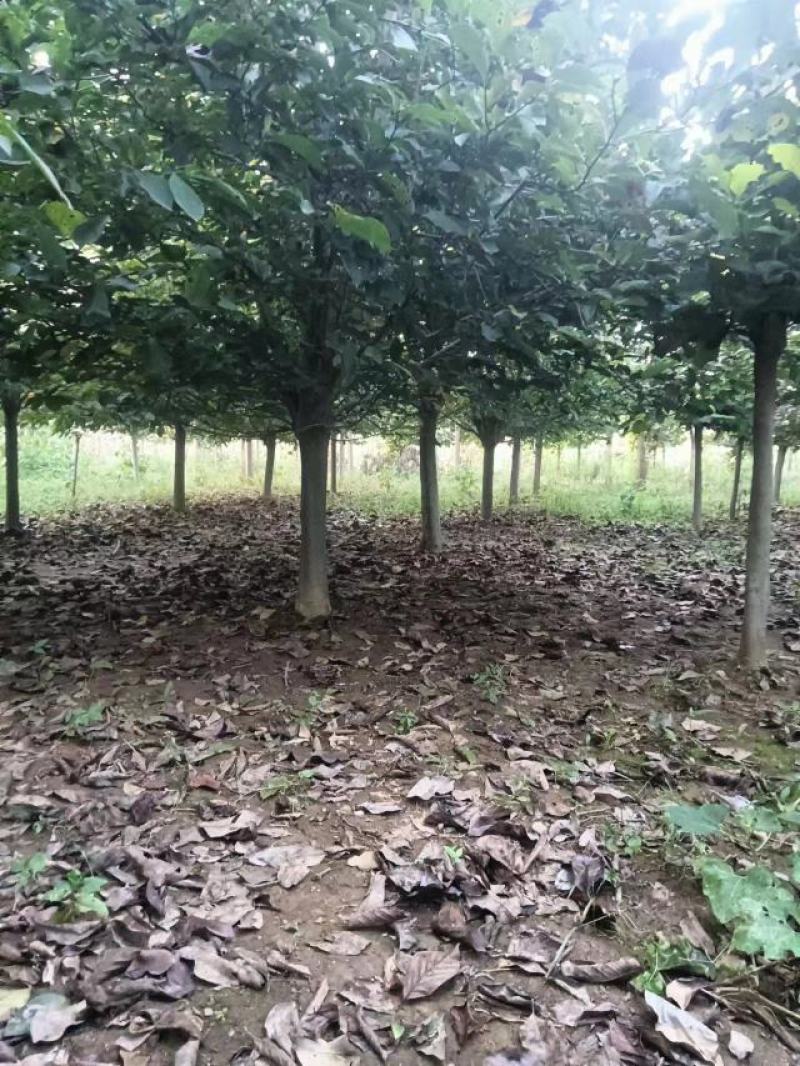 南阳精品玉兰苗，大颗玉兰，出货中欢迎全国客户订购