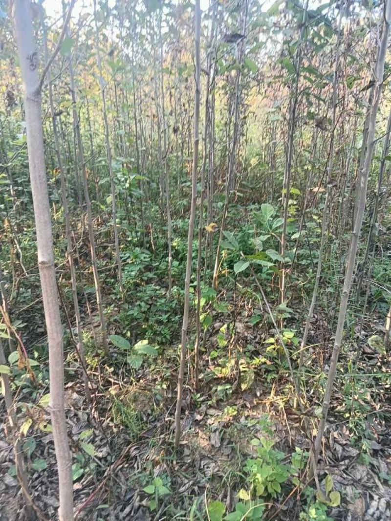 南阳精品玉兰苗，大颗玉兰，出货中欢迎全国客户订购