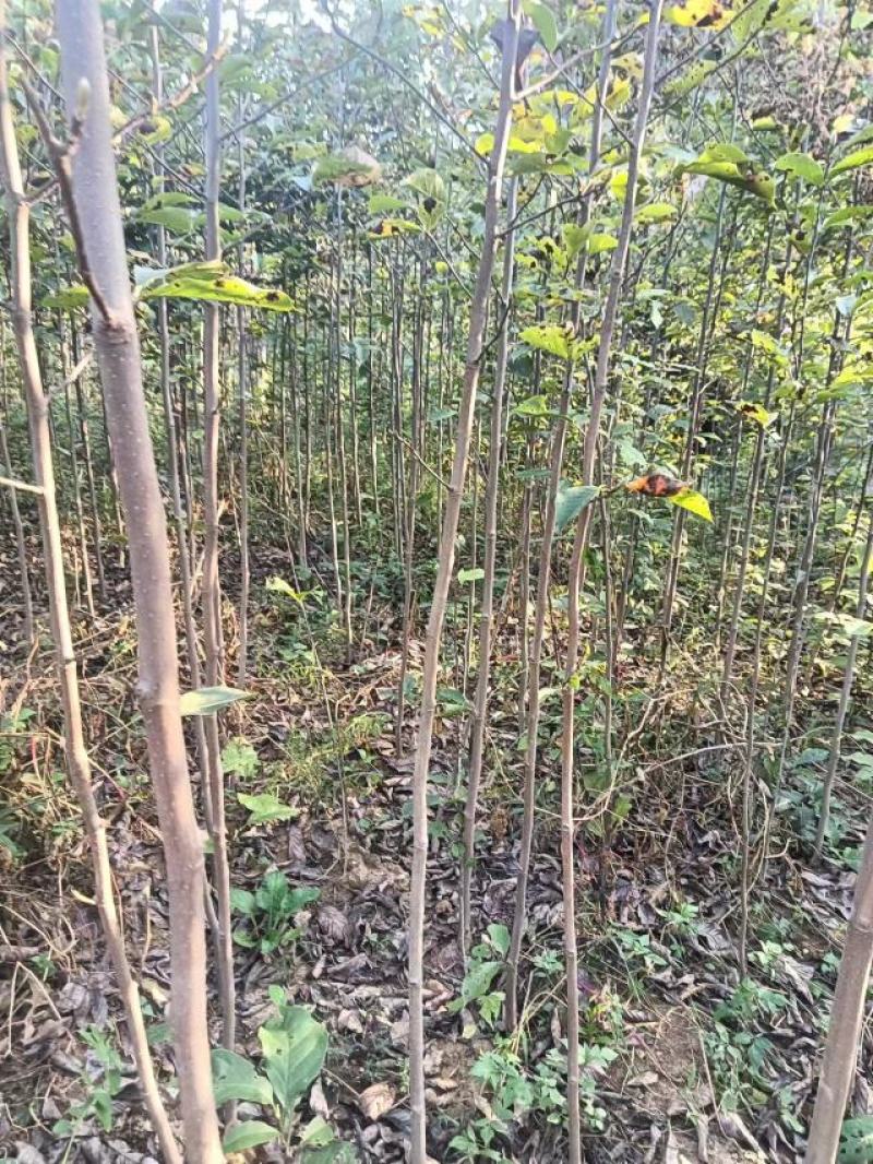 南阳精品玉兰苗，大颗玉兰，出货中欢迎全国客户订购