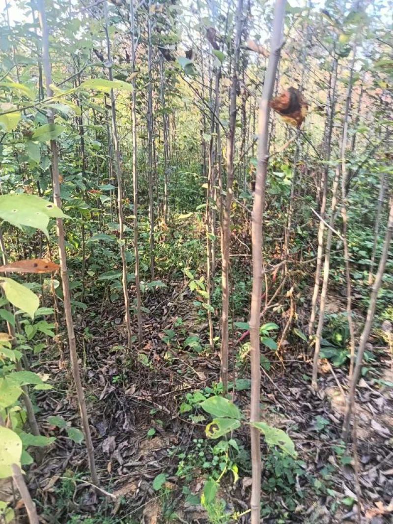 南阳精品玉兰苗，大颗玉兰，出货中欢迎全国客户订购