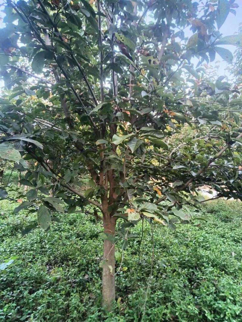 南阳精品玉兰苗，大颗玉兰，出货中欢迎全国客户订购