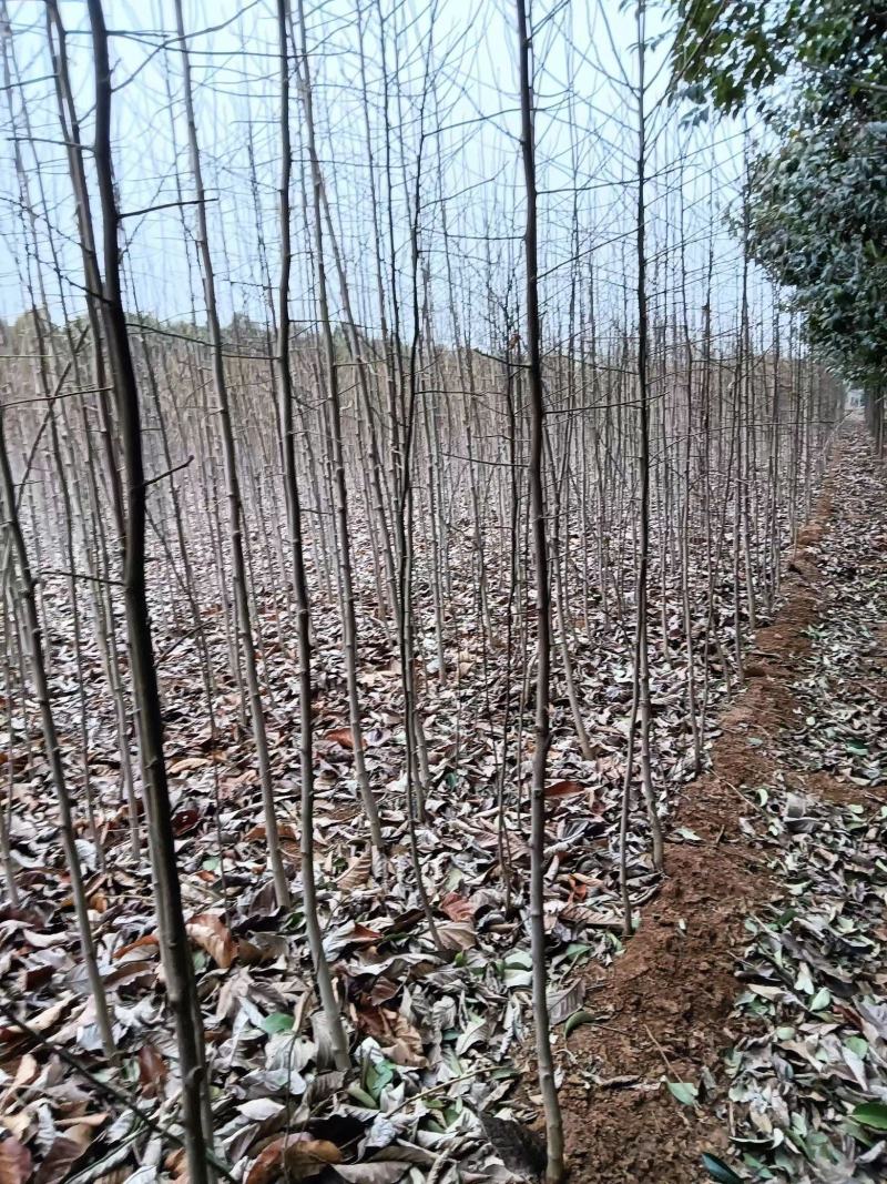 南阳精品玉兰苗，大颗玉兰，出货中欢迎全国客户订购