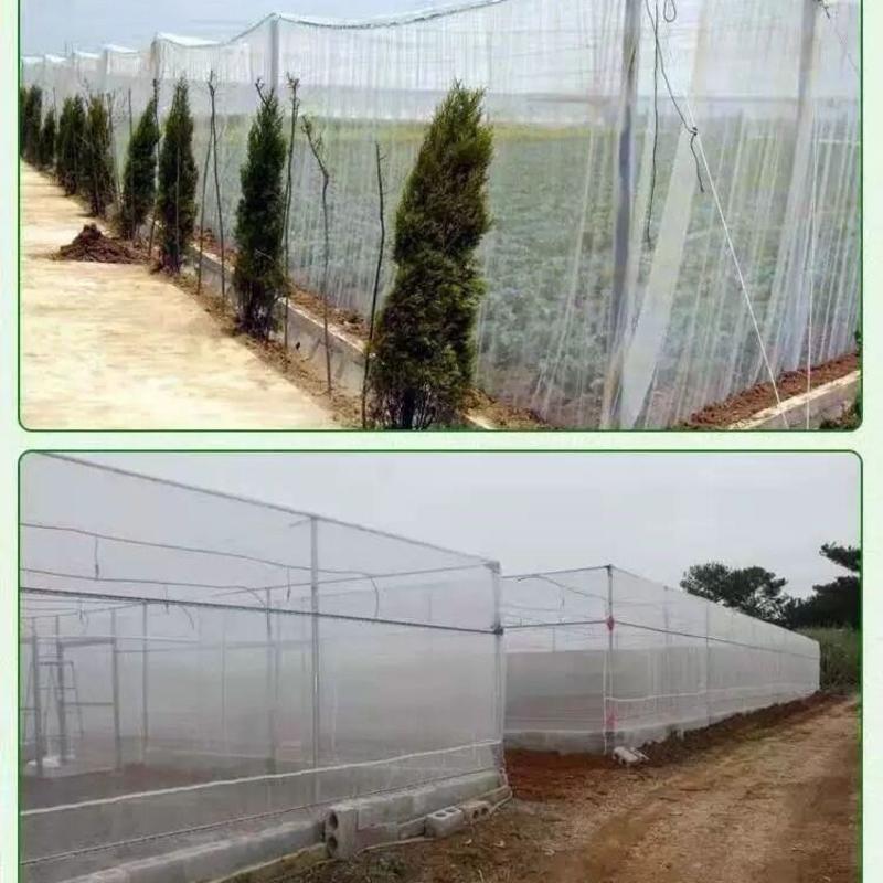 防雹网冰雹网白色全新料抗氧化苹果树葡萄果园防鸟防护网厂家