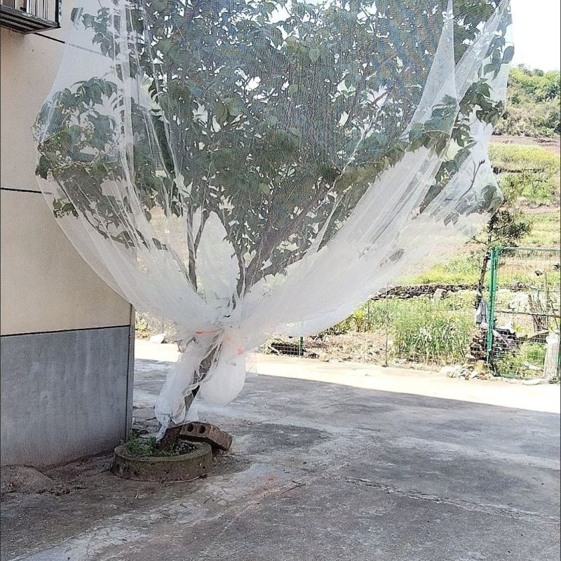 防雹网冰雹网白色全新料抗氧化苹果树葡萄果园防鸟防护网厂家