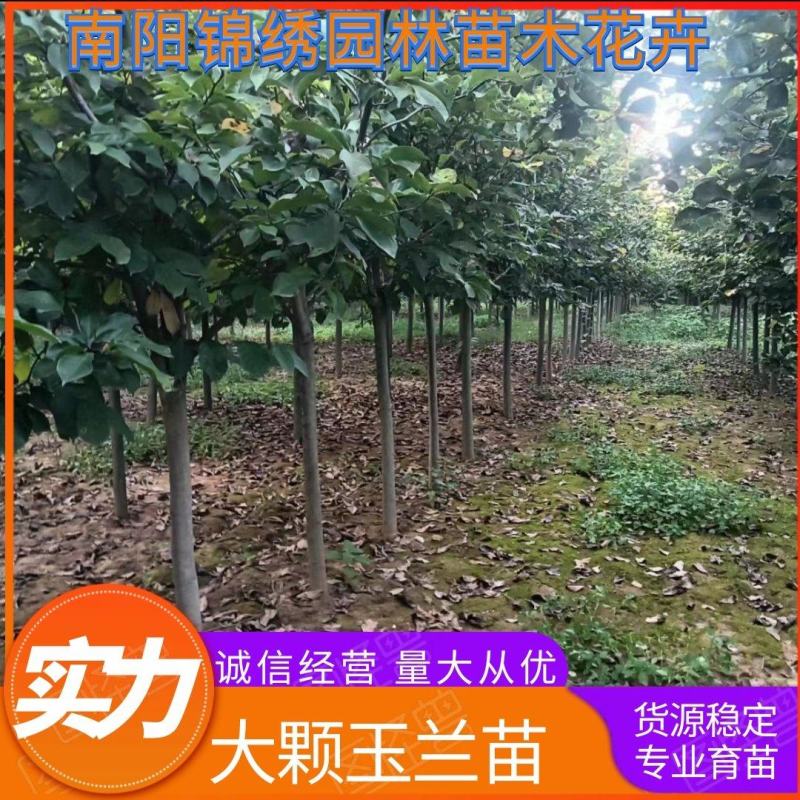 南阳精品大颗玉兰苗花卉基地供货欢迎全国客户订购