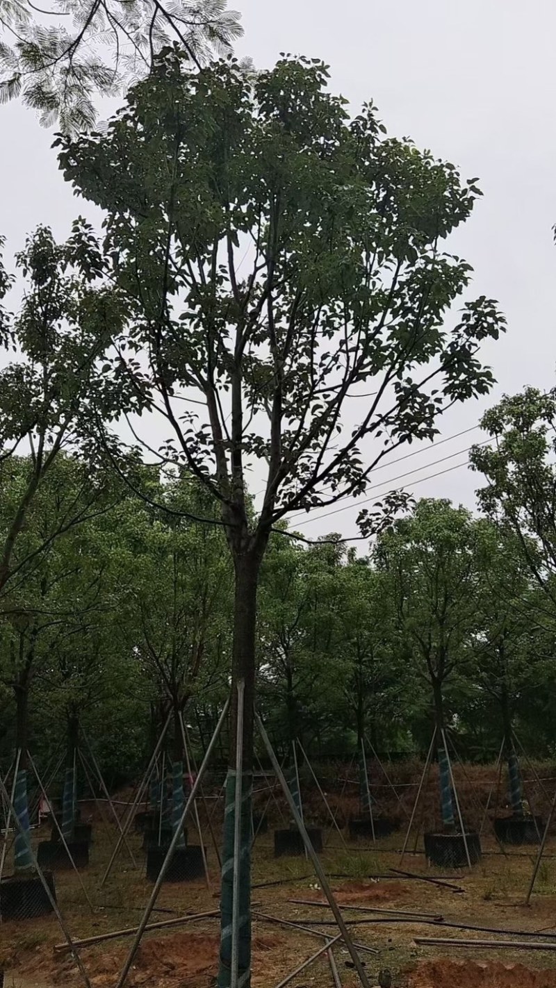 香樟