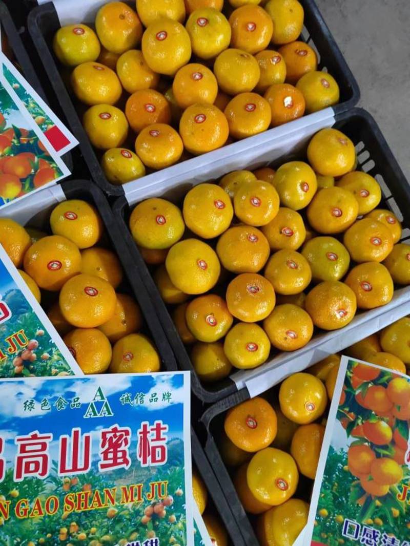 湖北三峡高山蜜橘皮薄多汁无籽化渣货源充足欢迎咨询