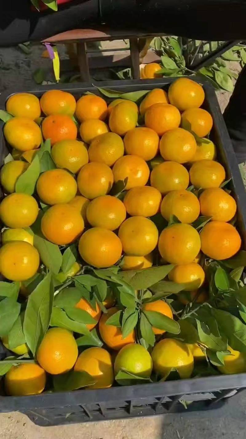 湖北三峡高山蜜橘皮薄多汁无籽化渣货源充足欢迎咨询