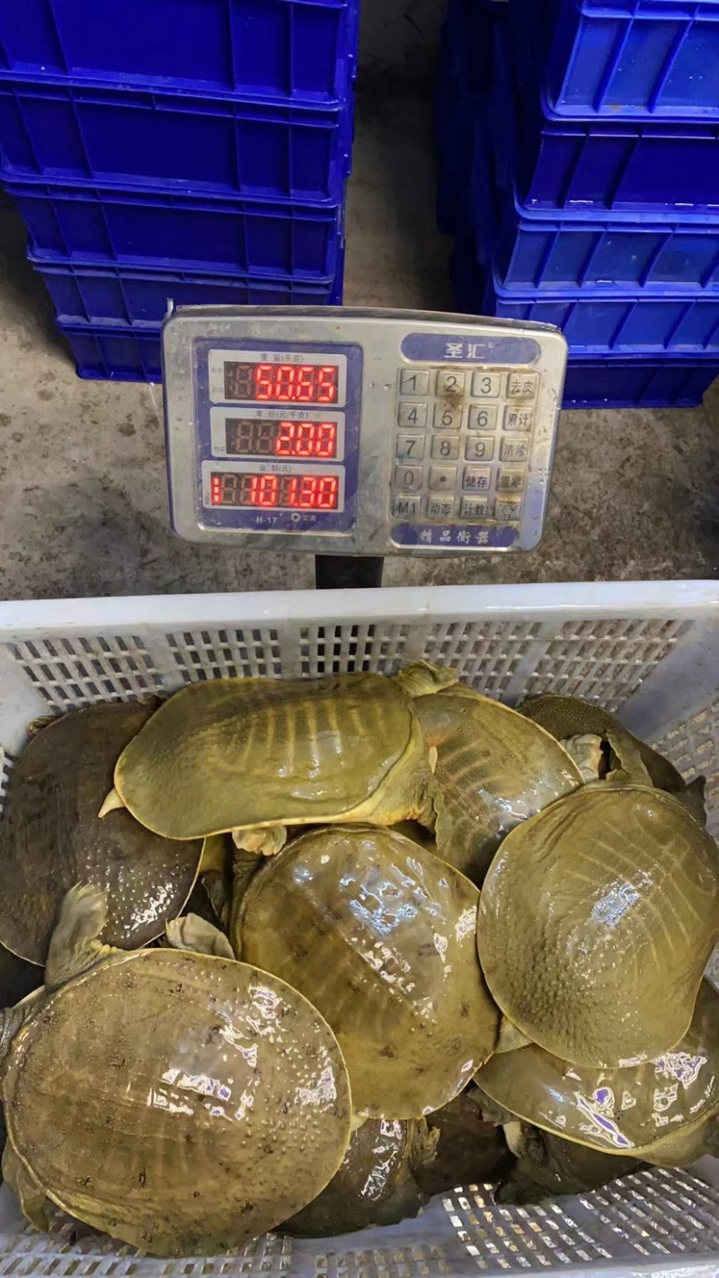 黄沙鳖1-3斤专业外塘养殖批发，顺丰到家，死亡包赔