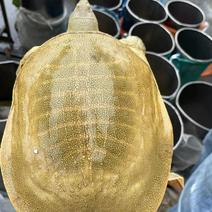 黄沙鳖1-3斤专业外塘养殖批发，顺丰到家，死亡包赔