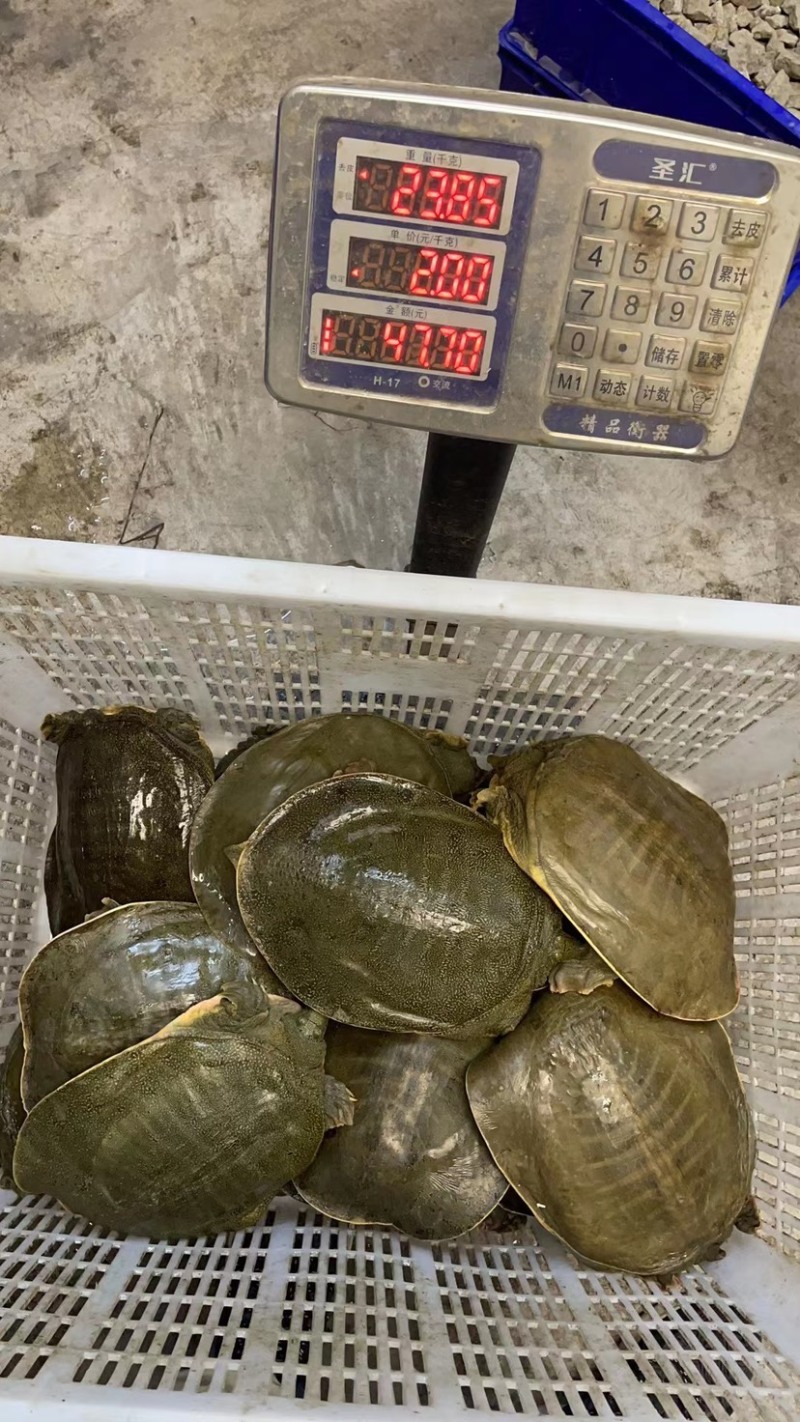 黄沙鳖1-3斤专业外塘养殖批发，顺丰到家，死亡包赔