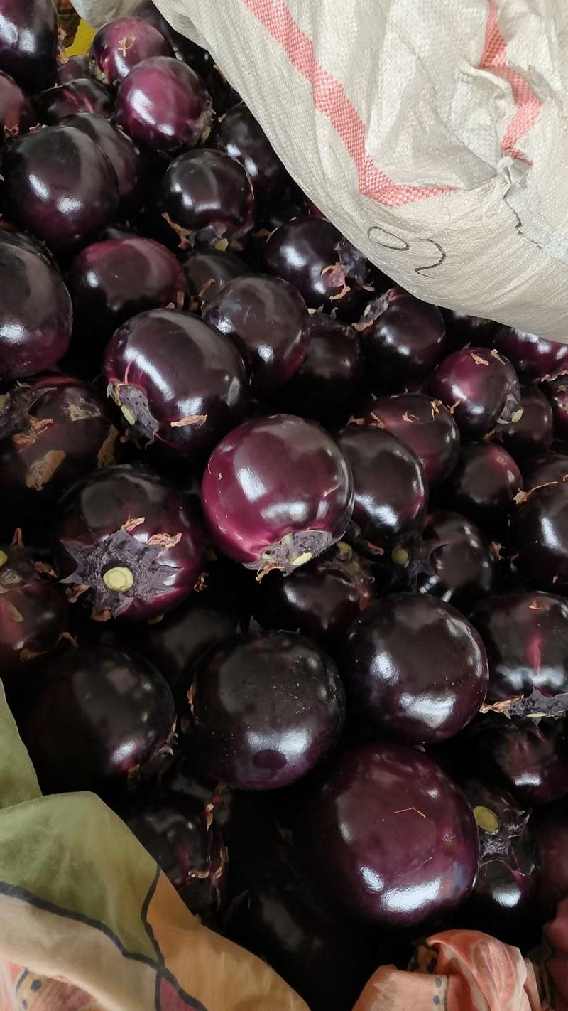 紫光圆茄大量供应中质优价廉产地直供货源充足稳定可视频看货
