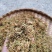 贵州安龙野生金银花生晒无硫