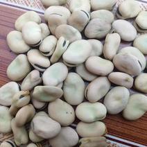 干蚕豆，青海马牙豆大量有货可视频以质论价欢迎电联