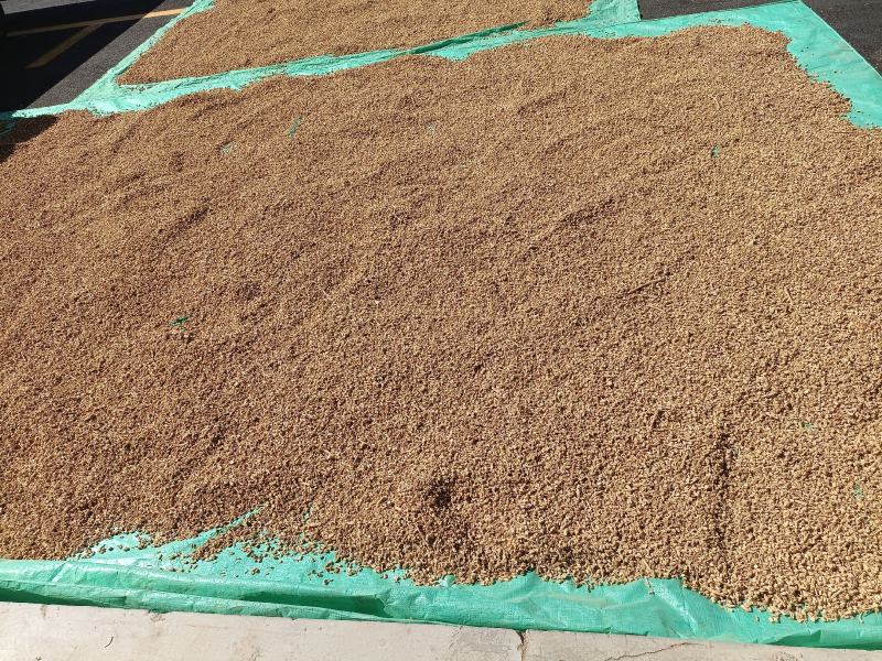 甘肃省定西白条党参无硫片子干货药厂中药调料滋补药材丁子