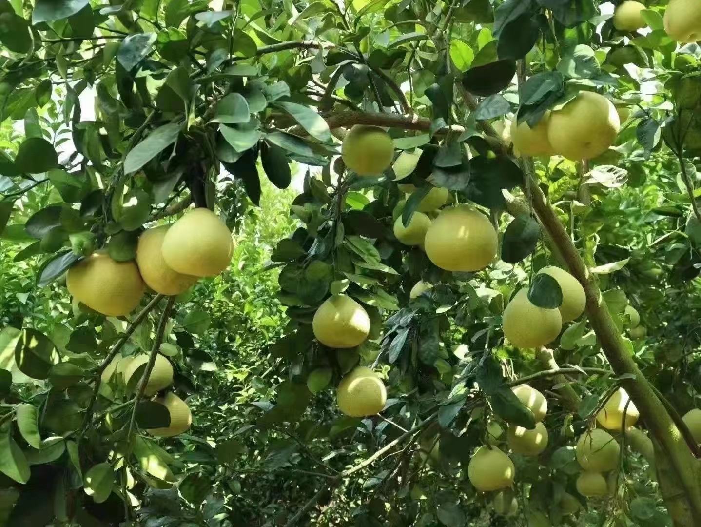 文旦柚果实特写