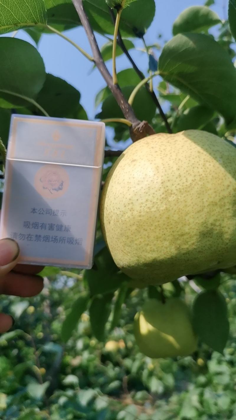 应季水果酥梨特甜